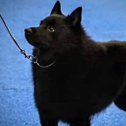 Schipperkes from Mystik Schipperkes