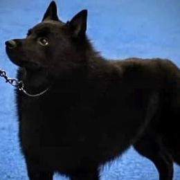 Schipperkes from Mystik Schipperkes