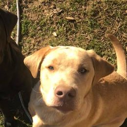 Dilute Retrievers, Labradoodles, and Labrador Retrievers from Cypress Kennels