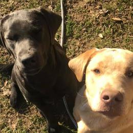 Dilute Retrievers, Labradoodles, and Labrador Retrievers from Cypress Kennels