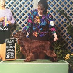 Gigi - Field Spaniel