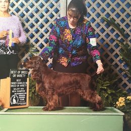 Gigi - Field Spaniel