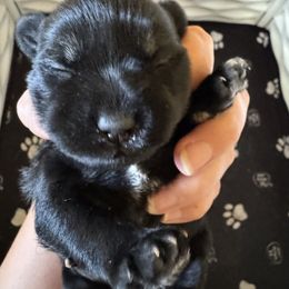 Black-Silver Girl - Black and silver female Miniature Schnauzer puppy in Decatur, Texas from Virgil Farms