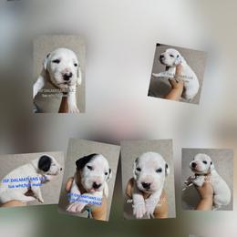 Boy 6 - White and black male Dalmatian puppy in Conrath, Wisconsin from JSF Dalmatians LLC