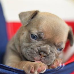 Edwin - Blue fawn male French Bulldog puppy in Belleville, Illinois from Poppy’s Frenchies