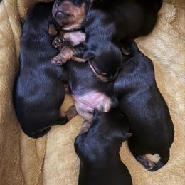 Yorkshire Terrier Puppies from The Yorkie House