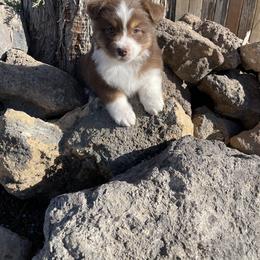 Australian Shepherd Puppies from Storybrooke Australian Shepherds