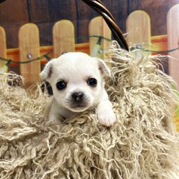 Christian - Cream and white male Chihuahua puppy in Gloucester, Virginia from Charlotte's Web of Chihuahuas