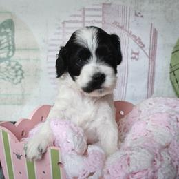 Cockapoo and Goldendoodle Puppies from Capital Doodles