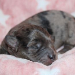 Goldendoodle, Havapoo, Labradoodle, and Springerdoodle Puppies from Oregon Valley Pups
