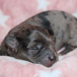 Goldendoodle, Havapoo, Labradoodle, and Springerdoodle Puppies from Oregon Valley Pups