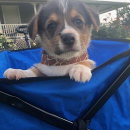 Pembroke Welsh Corgi Puppies from Miss Red's Corgi Farm