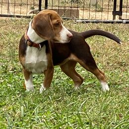 Morrie - Beagle