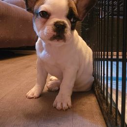 Gothel - Tricolors French Bulldog puppy in Davenport, Iowa from QC Finest Frenchies & Brussels