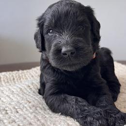 Boy 2 - Orange Collar - Black male Giant Schnauzer puppy in St George, Utah from Schnauzer Ranch