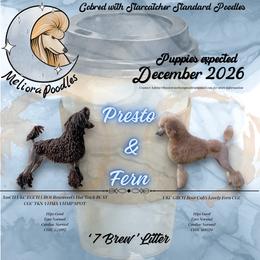 Poodle puppies from Meliora Poodles