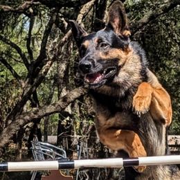Yed - German Shepherd