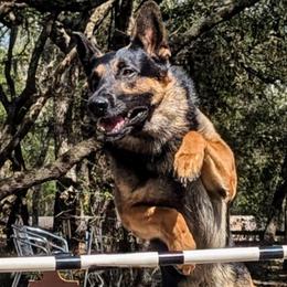 Yed - German Shepherd