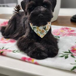 Miniature Schnauzer Puppies from C&E'S Schnauzers