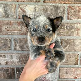 Boy 3 - Blue male Australian Cattle Dog puppy in Irvington, Kentucky from Dry Valley’s Australian Cattle Dogs