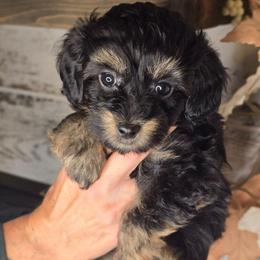 Venus - Black tri-color female Aussiedoodle puppy in Prescott Valley, Arizona from Ramirez Family Doodles