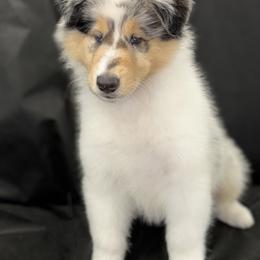 Biewer Terrier and Collie Puppies from Juan F Londono Esteban