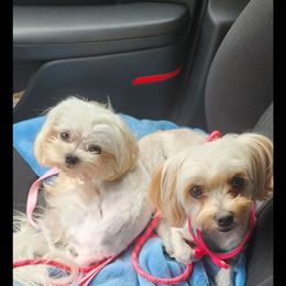 Morkie Puppies from My Precious Pups