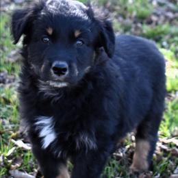 BRAM - Black tri-color male Australian Shepherd puppy in Nowata, Oklahoma from 4Feathers