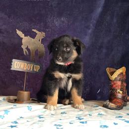 Amidala - Black tri-color female Australian Shepherd puppy in Smithfield, Utah from Invictus Farms