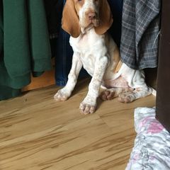 Bracco Italiano Puppies from Bracco Dynasty