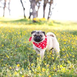 Pug puppies from Malta Pugs