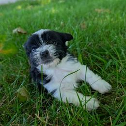KB Parti Girl 3 - Diamond - Parti female Yorkshire Terrier puppy in Owenton, Kentucky from Robertson's Dream Ranch Aussies & Yorkies