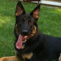 German Shepherds from Elizabeth's German Shepherds