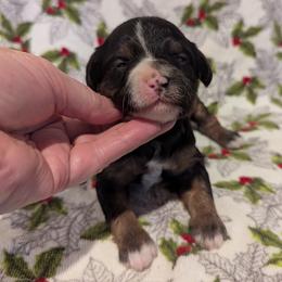 Melody - female Australian Mountain Doodle puppy in Placerville, California from Quartz Mountain Doodles