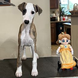 Daisy - Red brindle female Whippet puppy in Brooksville, Florida from Phasion Whippets Kimberly & Paul Norton Sr.