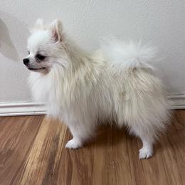 Sushi - Pomeranian