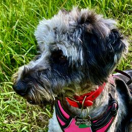 Maddie - Aussiedoodle