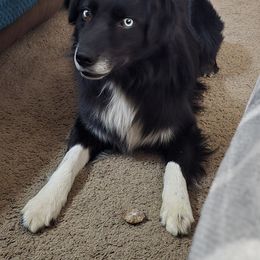 Jake - Australian Shepherd