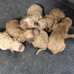 Maltipoo puppies from Countryside Doodles and Mohr