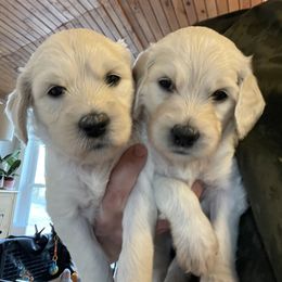 Bernedoodle and Goldendoodle Puppies from White Oak