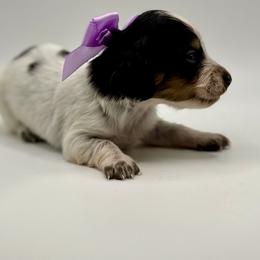 Lady 4- Russian Lines - AKC - Piebald female Dachshund puppy in Bartlesville, Oklahoma from OkieDokieDox