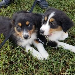 Australian Shepherd Puppies from Arrow Stone Aussies