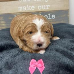 Rae's Pink Female - Apricot female Goldendoodle puppy in Great Falls, Montana from Montana Goldendoodles