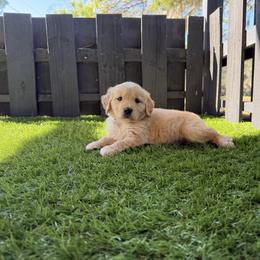 Blake - Golden male Golden Retriever puppy in Oak Hill, Florida from Swingin T Ranch LLC