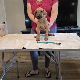 Aqua girl - Rd whtn blk nose female Rhodesian Ridgeback puppy in Ocala, Florida from Avanti Ridgebacks