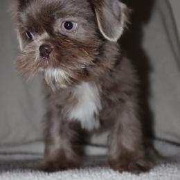 Poppy-Lilac - Lilac female Shih Tzu puppy in Clinton, Tennessee from Southland’s Shih Tzus