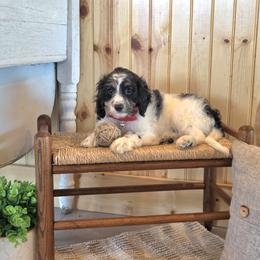 F1B Meet Nash :) - Black and white male Cavapoo puppy in Centerville, Iowa from Barnyard Dachshunds, Dals & Doodles