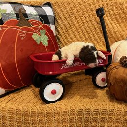 Goldendoodle Puppies from Labradoodleday