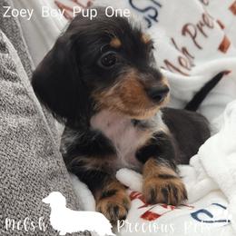 Zoey-Tucker Pup 1 - Dapple male Dachshund puppy in Anamosa, Iowa from Melsh Precious Pets