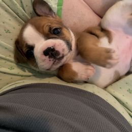 Boston Terrier and French Bulldog Puppies from Angie's Little Bostons And Frenchies